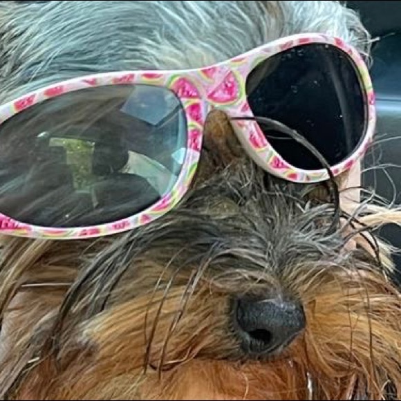 Meet your Posher, Logan - Picture 1 of 1